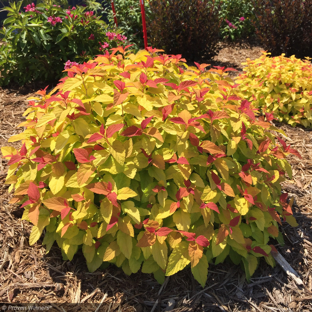 Spirea, Double Play Candy Corn #3