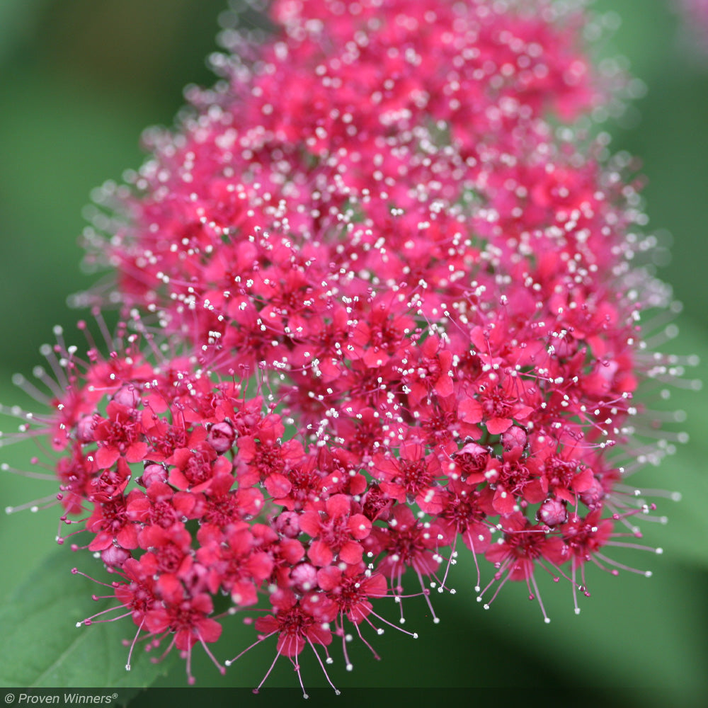 Spirea, Double Play Red #3