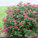 Load image into Gallery viewer, Spirea, Double Play Red #3
