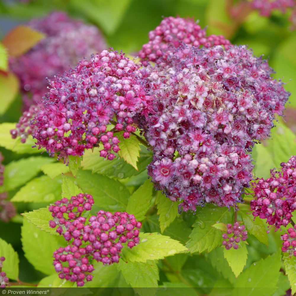 Spirea, Double Play Dolly #3