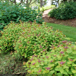 Load image into Gallery viewer, Spirea, Double Play Dolly #3
