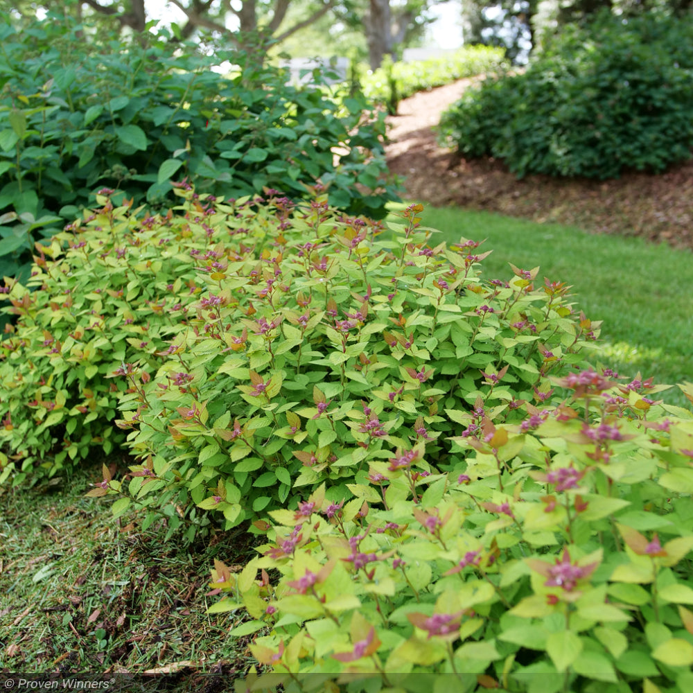 Spirea, Double Play Dolly #3