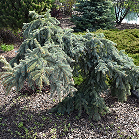 Spruce, Weeping Blue 7'- 8' B&B