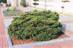 Load image into Gallery viewer, Spruce, Norway Dwarf #5