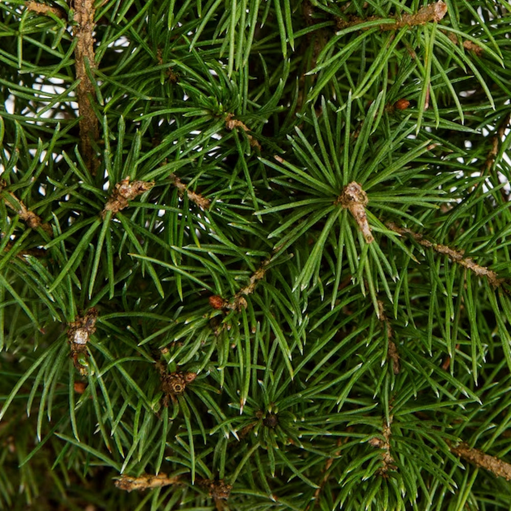 Spruce, Alberto Spiral #2