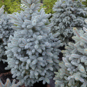 Spruce, Baby Blue Eyes 4'-5' B&B