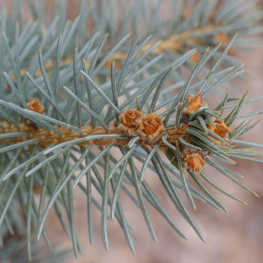 Spruce, Colorado Blue, Bakeri B&B/CT 4'-5' – Greenwood Creek Nursery