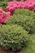 Load image into Gallery viewer, Spruce, Dwarf Black #5
