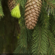 Spruce, Norway Pendula #15