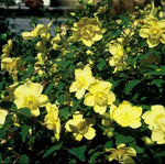 Load image into Gallery viewer, St. John&#39;s Wort, Hidcote #3
