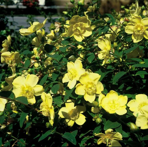 St. John's Wort, Hidcote #3