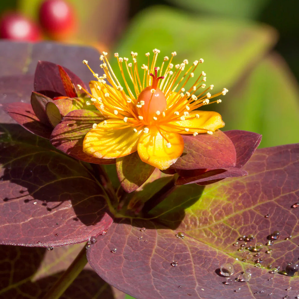 St. John's Wort, Albury Purple