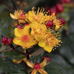 Load image into Gallery viewer, St. John&#39;s Wort, FloralBerry Sangria #2
