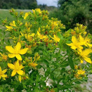 St. John's Wort #1