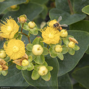 St. John's Wort, Champagne #2