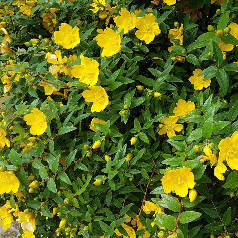 St. John's Wort, Hidcote #1