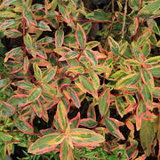 St. John's Wort, Tricolor #1