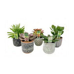 Load image into Gallery viewer, Succulent, Assorted Deco Pot 3.5&quot;
