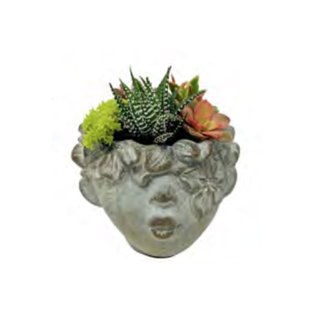 Succulent, Eros Pot 4.75"