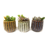 Load image into Gallery viewer, Succulent, Ribbed Glazed 3.5&quot;
