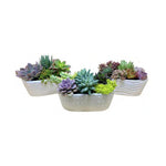 Load image into Gallery viewer, Succulent, White Oval 9&quot;
