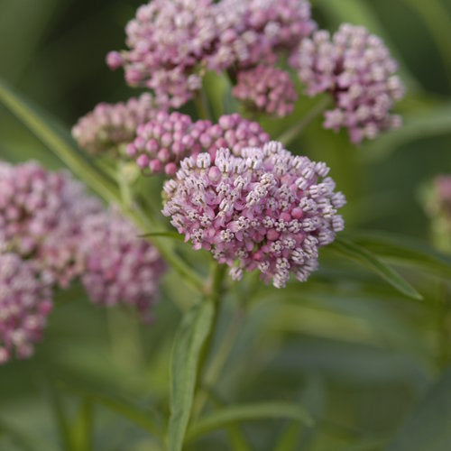 Swamp Milkweed, Cinderella #1