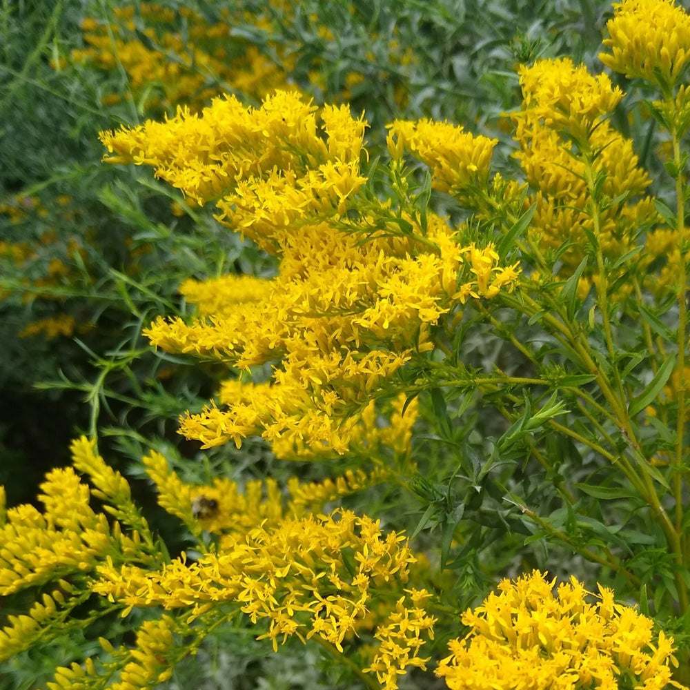 Goldenrod, Sweet #2