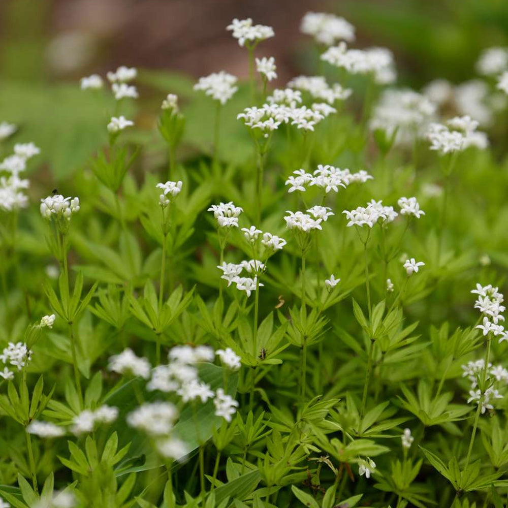 Sweet Woodruff Qt