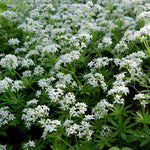 Load image into Gallery viewer, Sweet Woodruff #1