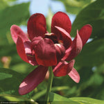 Load image into Gallery viewer, Sweetshrub, Aphrodite #3
