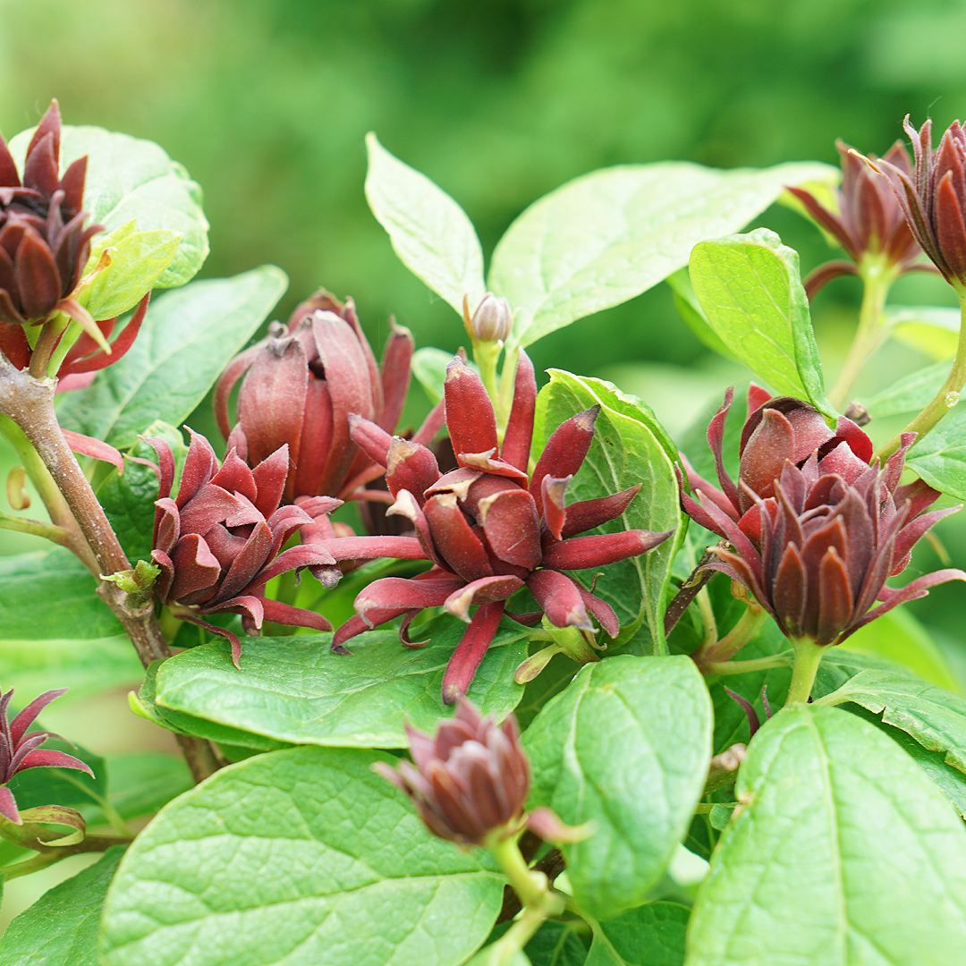 Sweetshrub, Simply Scentsational #3