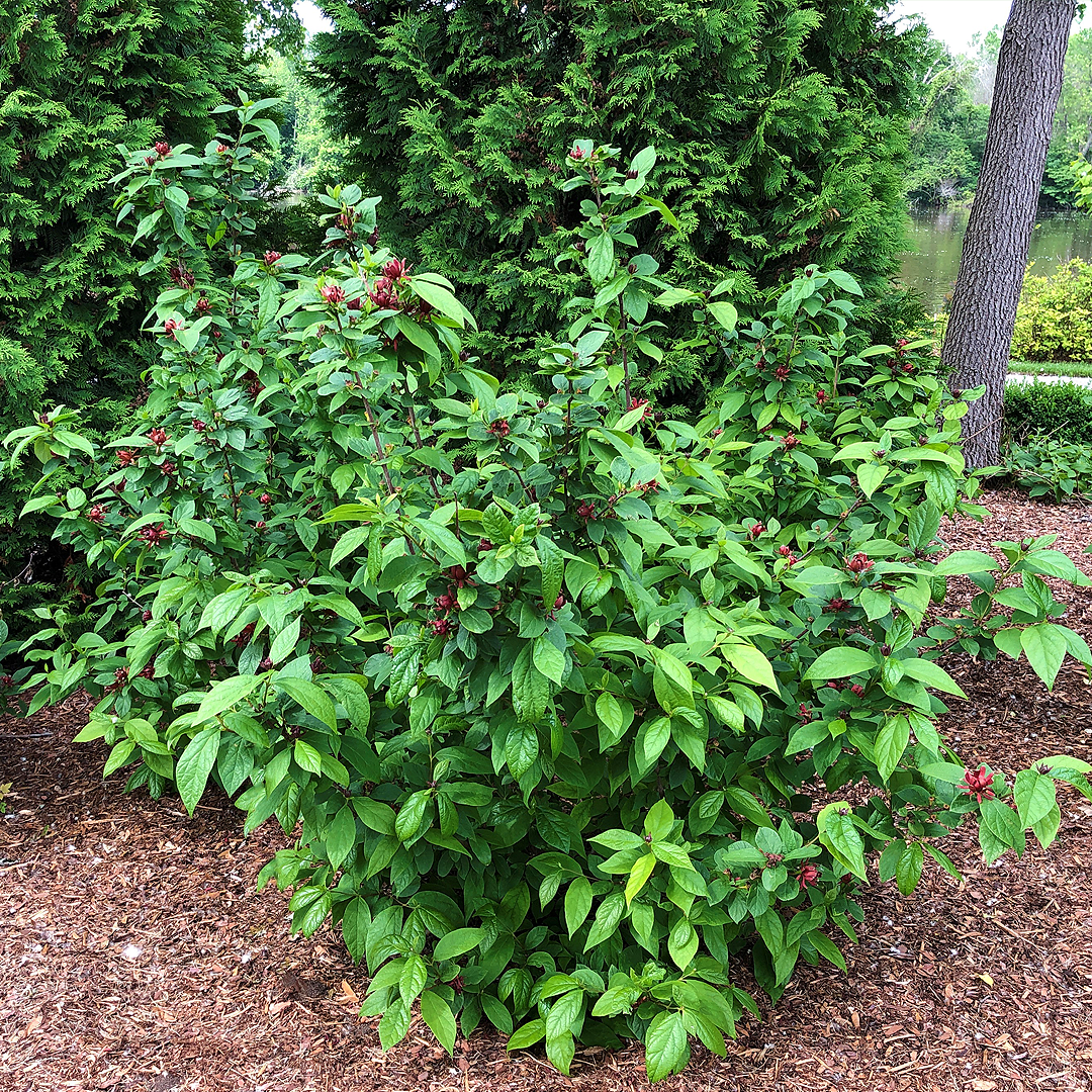 Sweetshrub, Simply Scentsational #3