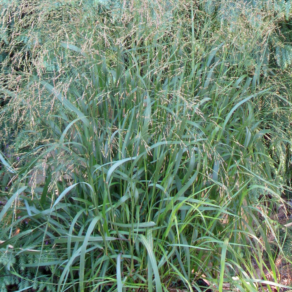 Switch Grass, Cape Breeze #2 – Greenwood Creek Nursery