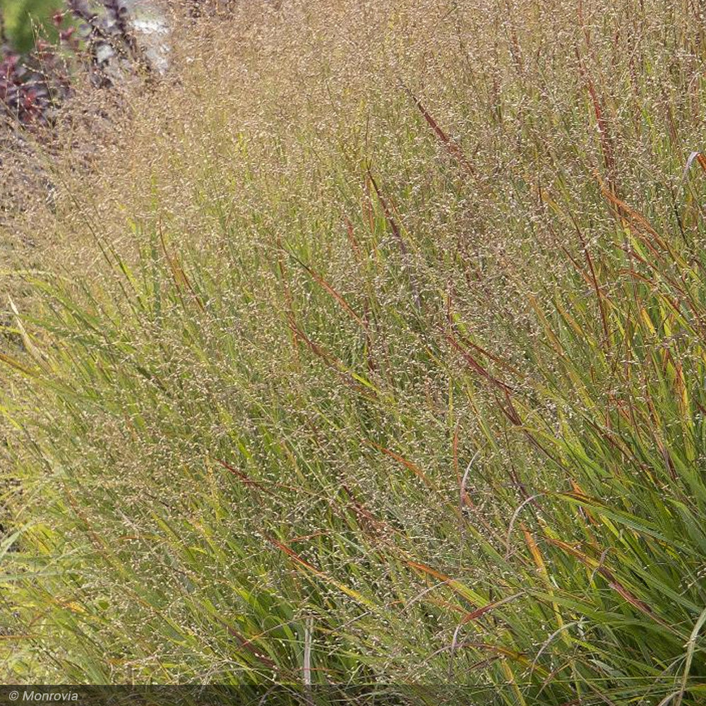 Switch Grass, Shenandoah #2 – Greenwood Creek Nursery