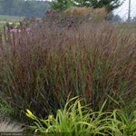 Load image into Gallery viewer, Switch Grass, Prairie Winds Cheyenne Sky #3
