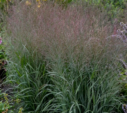 Switch Grass, Prairie Winds Apache Rose #1