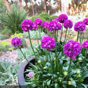 Thrift, Dreameria Vivid Dreams #1