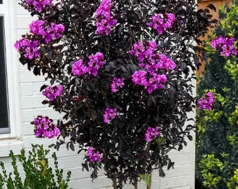 Crape Myrtle, Thunderstruck Lavender Skies #15