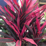 Load image into Gallery viewer, Trop, Cordyline Hot Pepper 10&quot; Pot
