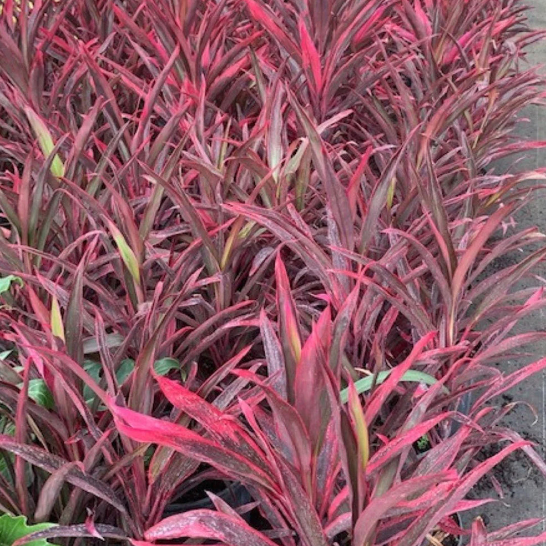 Trop, Cordyline Hot Pepper 10" Pot