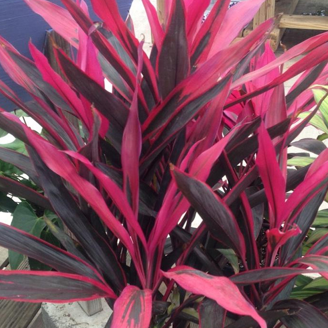 Trop, Cordyline Hot Pepper 10" Pot