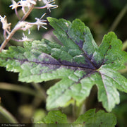 Tiarella, Elizabeth Oliver #1