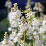 Load image into Gallery viewer, Tiarella, Running Tapestry #1