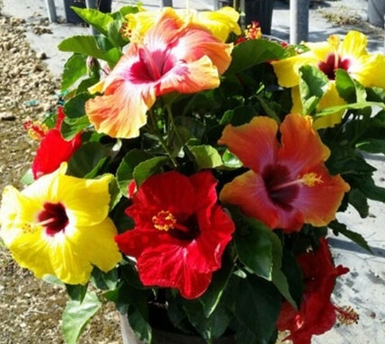 Trop, Hollywood Hibiscus Bloom Bash #2