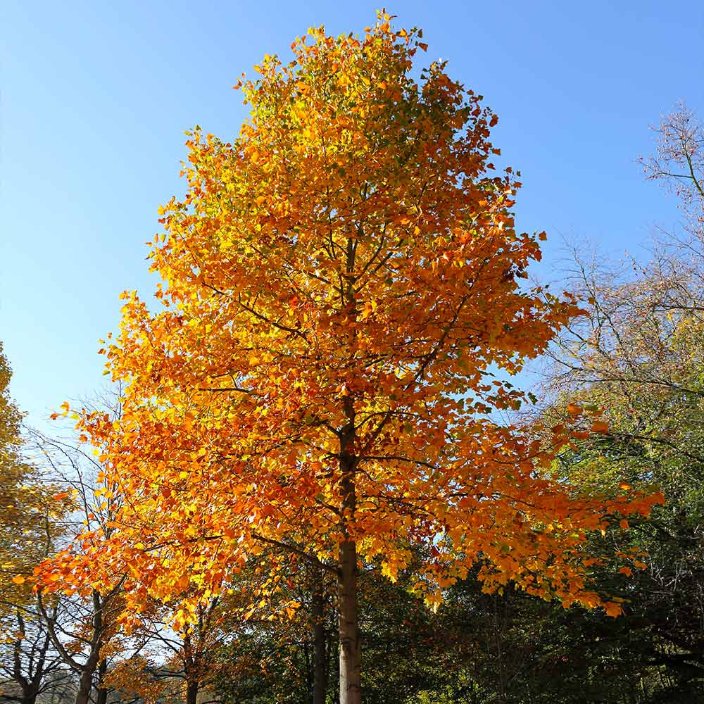 Tulip Poplar #25 – Greenwood Creek Nursery