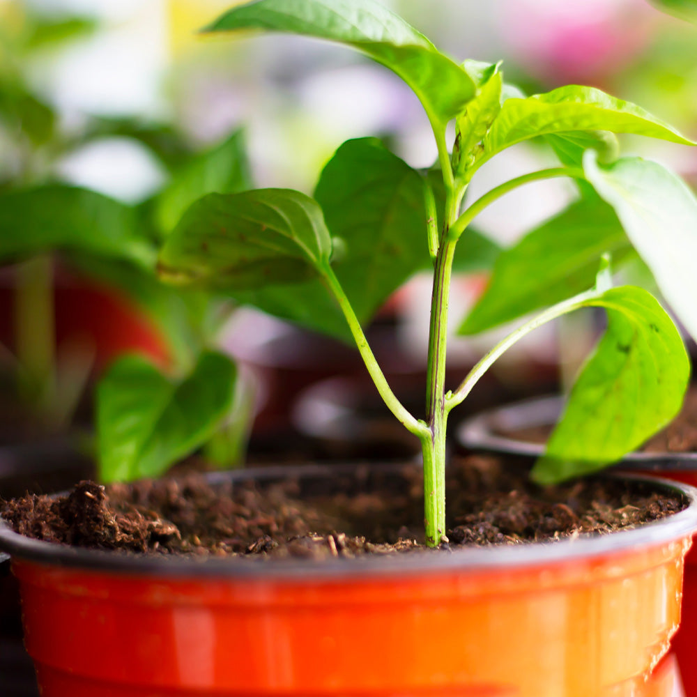 Veggie, Gallon Pot