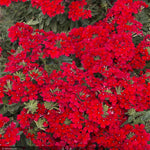 Load image into Gallery viewer, Verbena EnduraScape, Red #1
