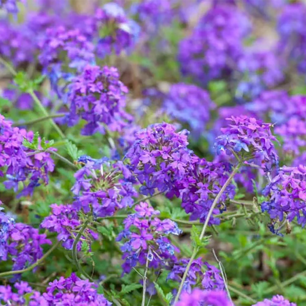 Verbena, Homestead Purple Qt