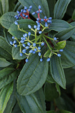 Load image into Gallery viewer, Viburnum, David #5
