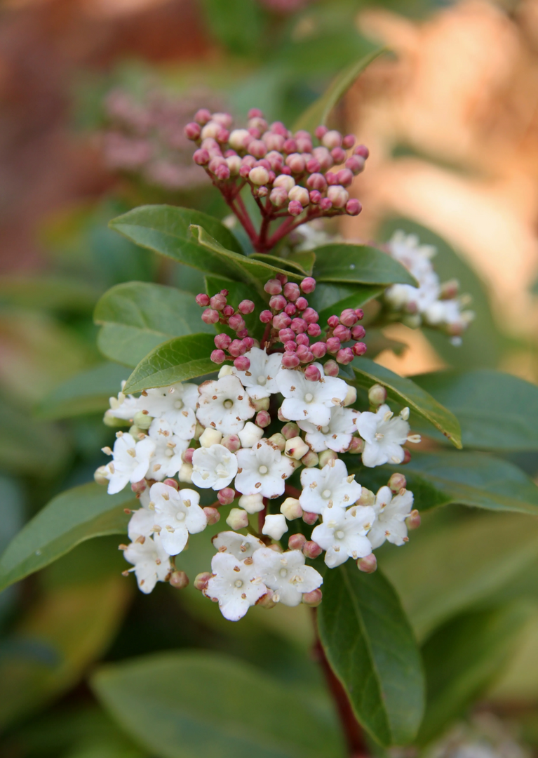 Viburnum, Spring Bouquet #5